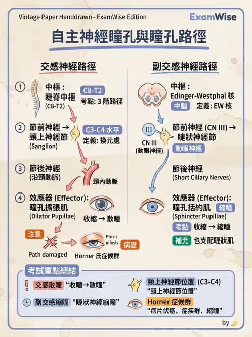 驗光生 - 視覺傳導路徑與瞳孔反射 - AI 圖文解析預覽