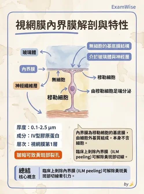 驗光生 - 視網膜組織結構與感光細胞 - AI 圖文解析預覽