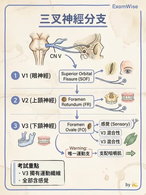 驗光生 - 眼外肌解剖與運動神經支配 - AI 圖文解析預覽