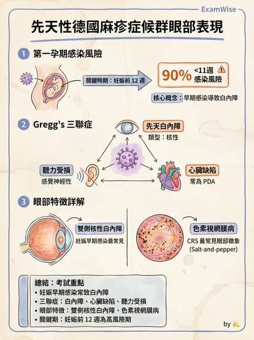 驗光生 - 青光眼與水晶體疾病 - AI 圖文解析預覽