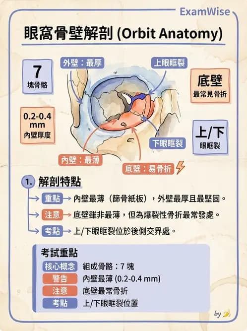 驗光生 - 眼窩骨解剖、眼瞼與結膜 - AI 圖文解析預覽