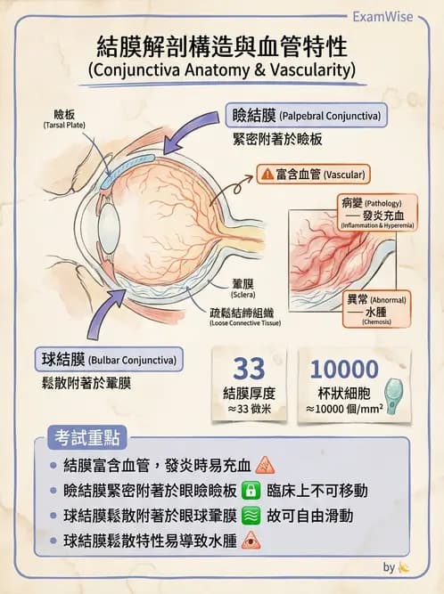 驗光生 - 眼窩骨解剖、眼瞼與結膜 - AI 圖文解析預覽