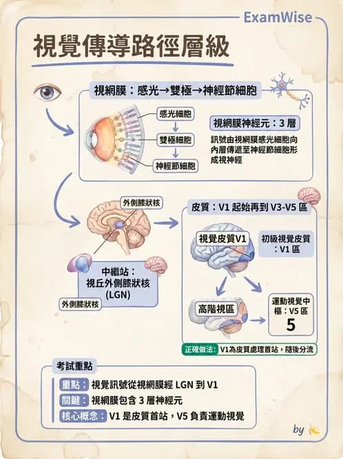 驗光生 - 視覺傳導路徑與瞳孔反射 - AI 圖文解析預覽
