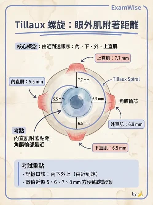 驗光生 - 眼外肌解剖與運動神經支配 - AI 圖文解析預覽