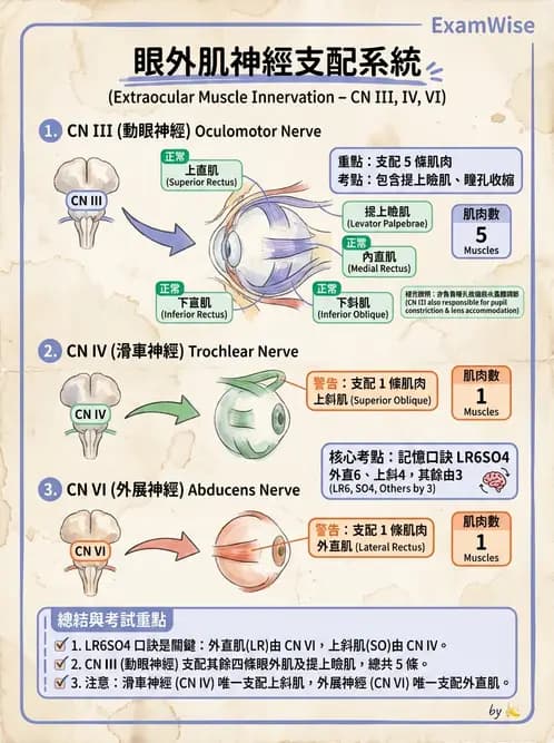 驗光生 - 眼外肌解剖與運動神經支配 - AI 圖文解析預覽