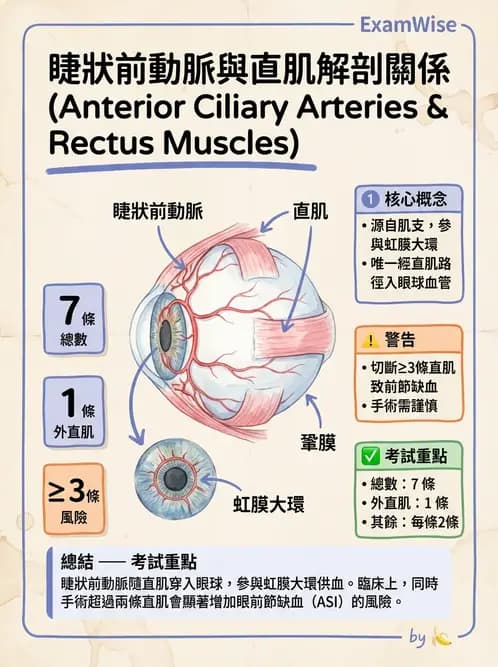 驗光生 - 眼部血液供應、脈絡膜與玻璃體 - AI 圖文解析預覽
