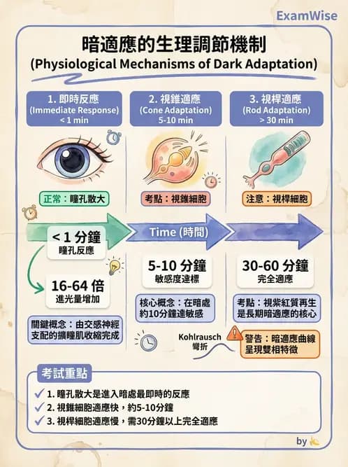 驗光生 - 眼外肌解剖與運動神經支配 - AI 圖文解析預覽