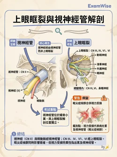 驗光生 - 眼窩骨解剖、眼瞼與結膜 - AI 圖文解析預覽