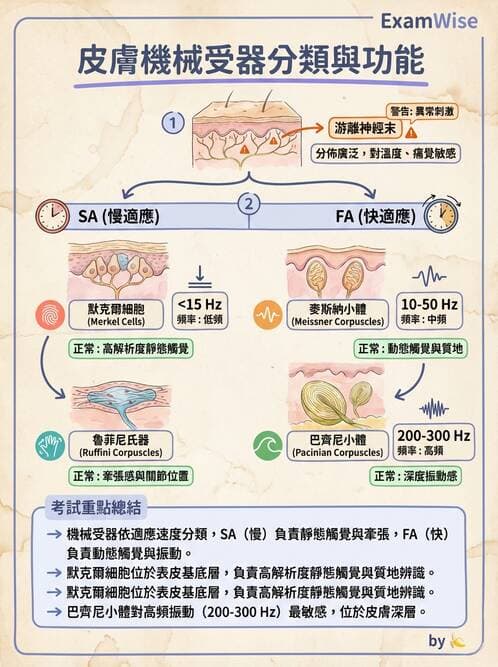 護理師 - 概論、皮膚系統、內分泌系統 - AI 圖文解析預覽