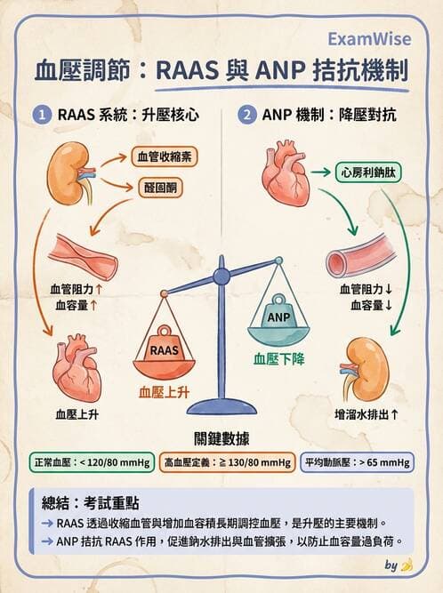 護理師 - 循環系統 - AI 圖文解析預覽