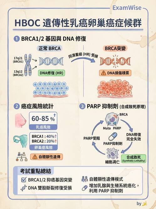 護理師 - 女性生殖系統及乳房 - AI 圖文解析預覽