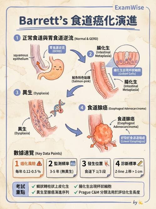 護理師 - 消化及肝膽/胰系統 - AI 圖文解析預覽