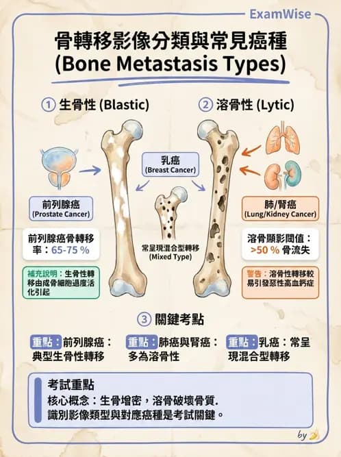 護理師 - 泌尿及男性生殖系統 - AI 圖文解析預覽
