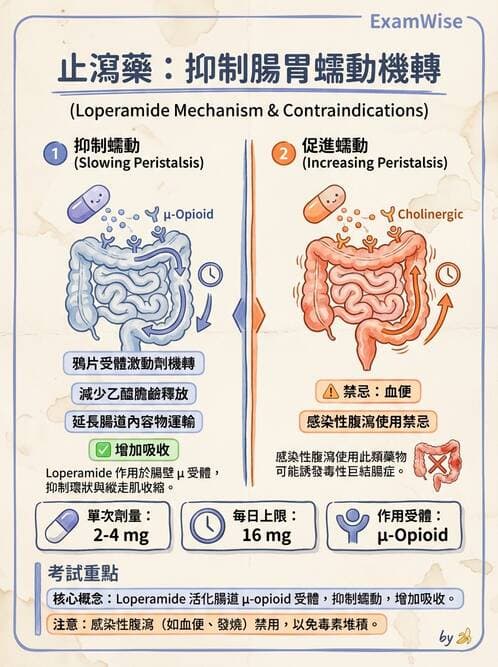 護理師 - 呼吸道及胃腸道作用藥物 - AI 圖文解析預覽