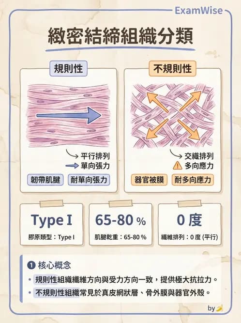 放射 - 細胞、組織與外皮系統 - AI 圖文解析預覽