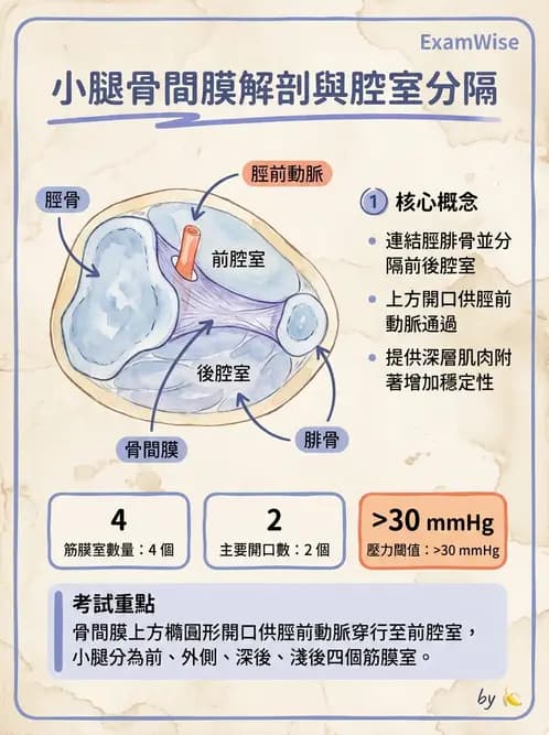 放射 - 骨骼系統 - AI 圖文解析預覽