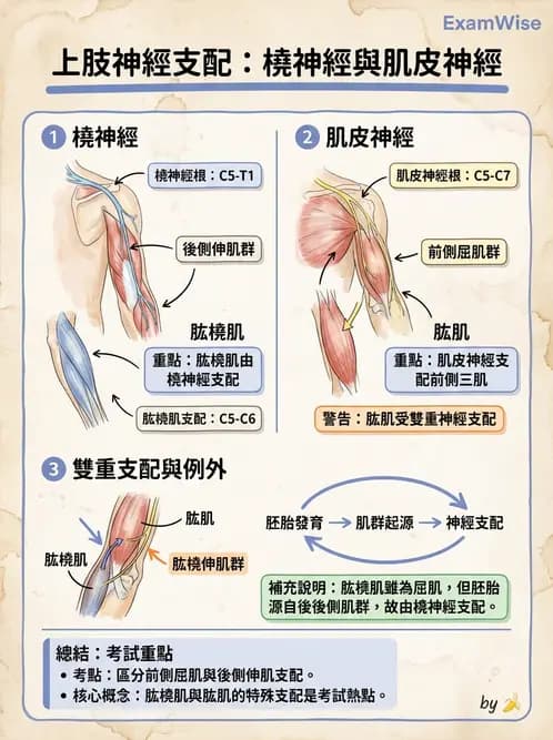 放射 - 上肢肌肉 - AI 圖文解析預覽