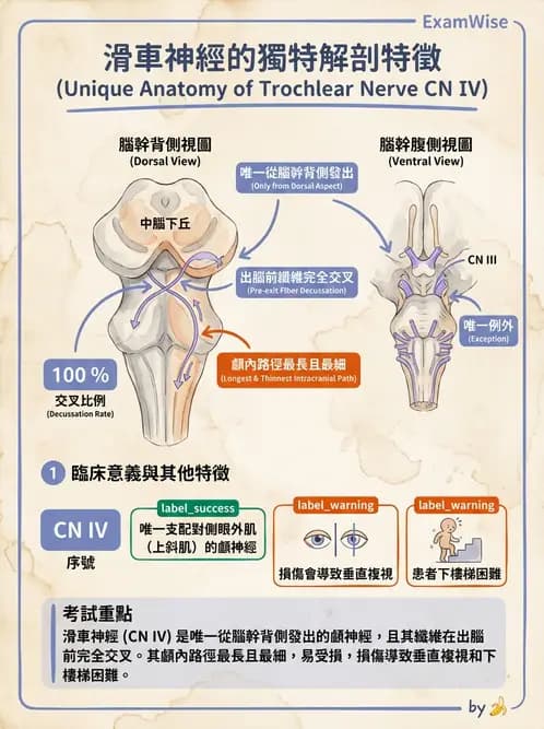 放射 - 腦神經 - AI 圖文解析預覽