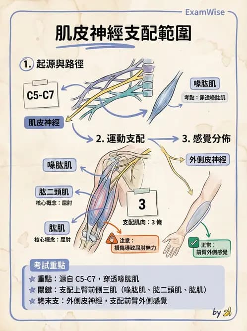 放射 - 脊神經叢與肢體神經 - AI 圖文解析預覽