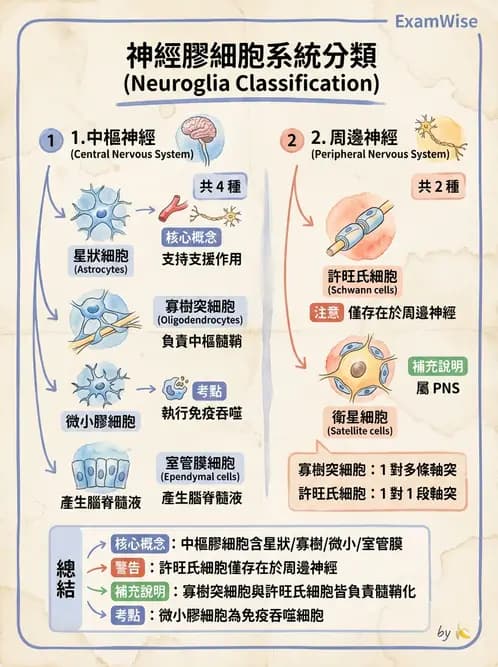 放射 - 大腦皮質與神經細胞 - AI 圖文解析預覽