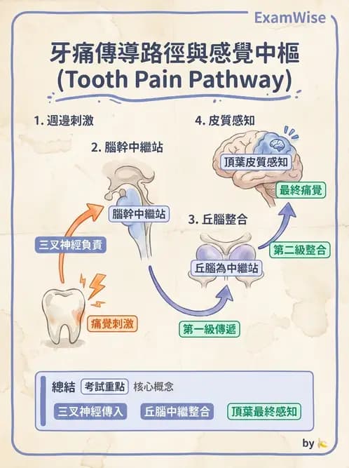放射 - 腦神經 - AI 圖文解析預覽