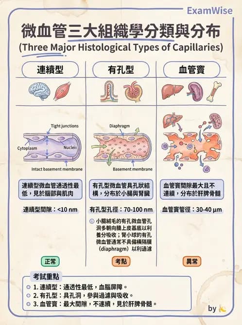 放射 - 血管 - AI 圖文解析預覽