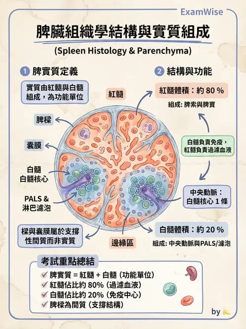 放射 - 淋巴及免疫系統 - AI 圖文解析預覽