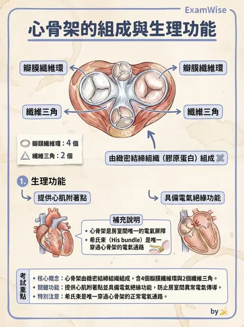 放射 - 心臟 - AI 圖文解析預覽