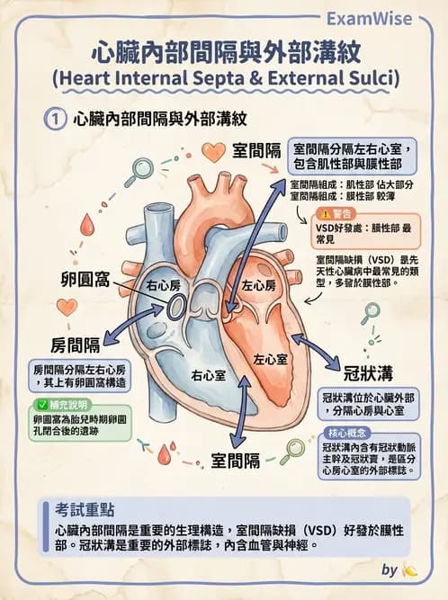 放射 - 心臟 - AI 圖文解析預覽