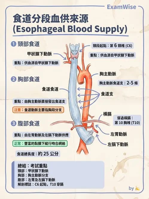 放射 - 血管 - AI 圖文解析預覽