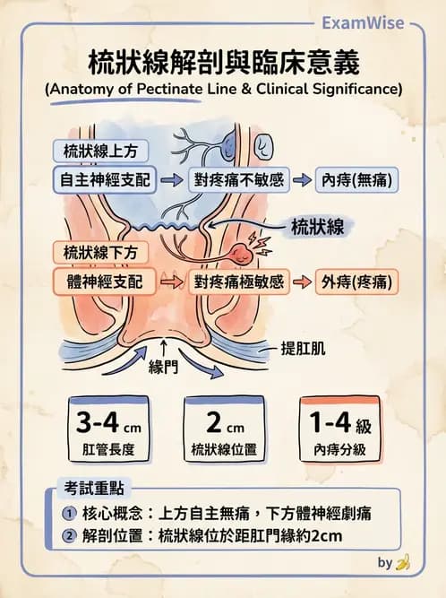 放射 - 消化系統 - AI 圖文解析預覽