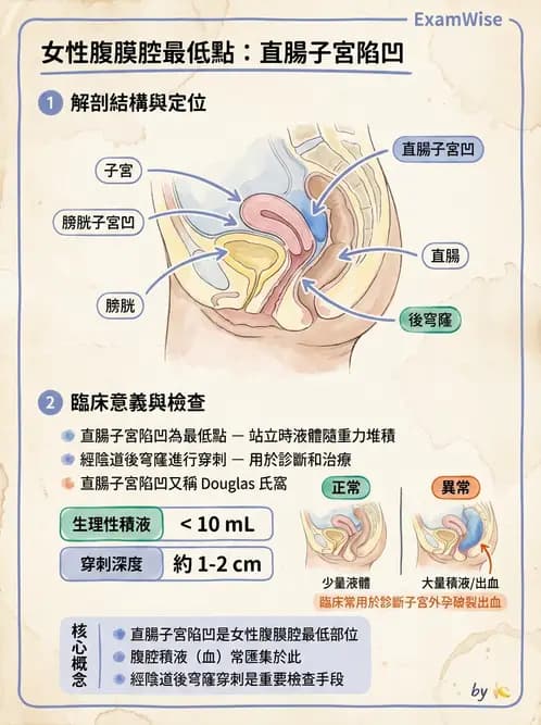 放射 - 生殖系統 - AI 圖文解析預覽
