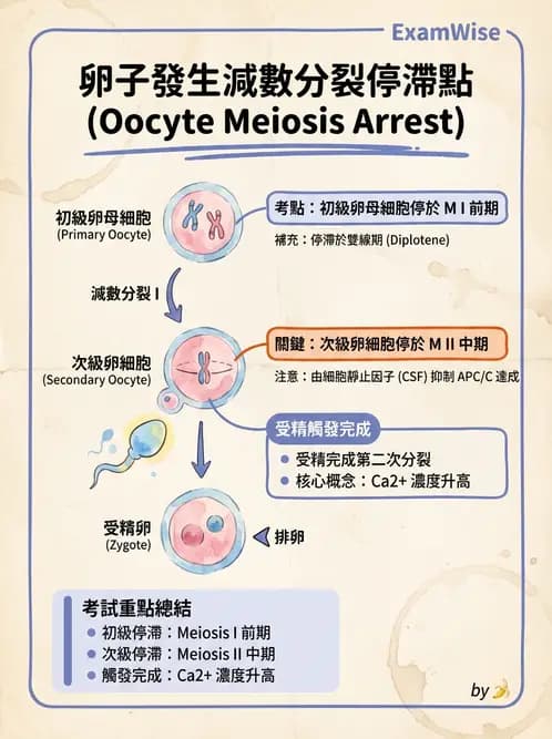 放射 - 生殖生理 - AI 圖文解析預覽