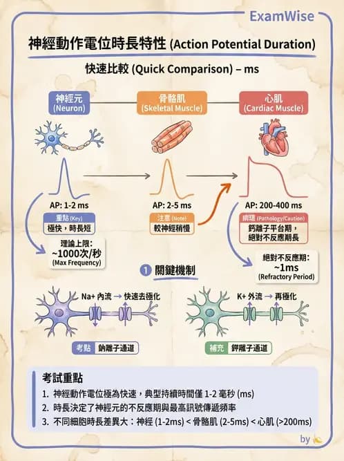 放射 - 神經生理 - AI 圖文解析預覽