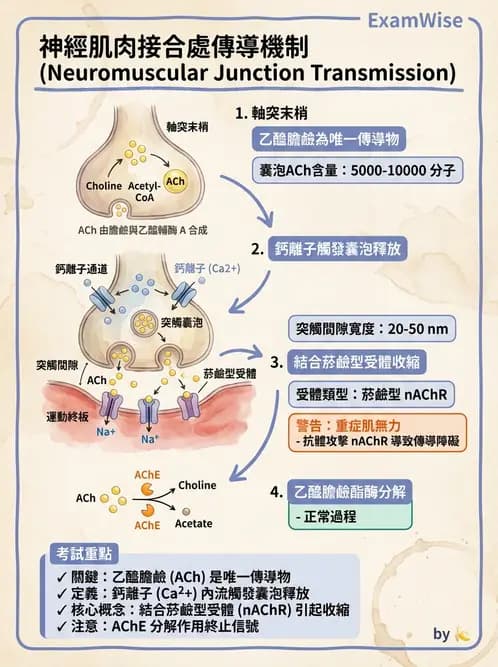 放射 - 肌肉及代謝生理 - AI 圖文解析預覽