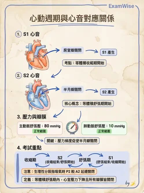 放射 - 心血管生理 - AI 圖文解析預覽