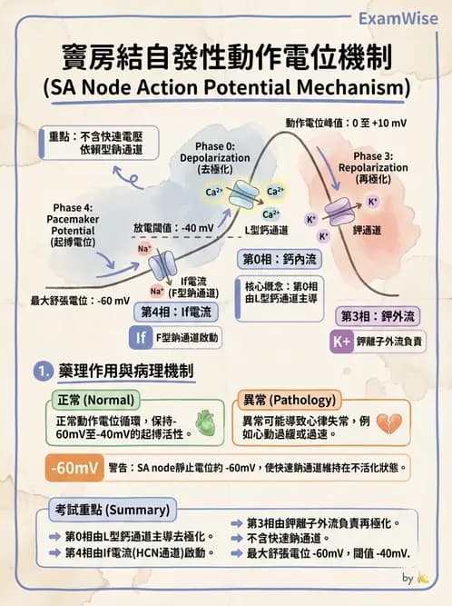 放射 - 心血管生理 - AI 圖文解析預覽