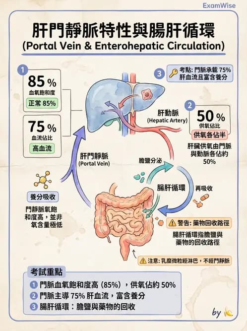 放射 - 胃腸生理 - AI 圖文解析預覽