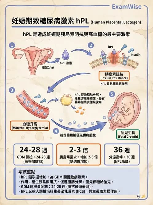 放射 - 內分泌生理 - AI 圖文解析預覽
