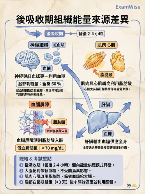 放射 - 內分泌生理 - AI 圖文解析預覽