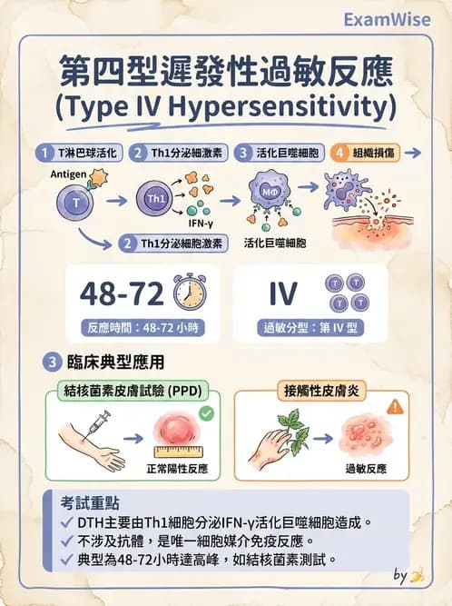 放射 - 感染、修復及其反應 - AI 圖文解析預覽