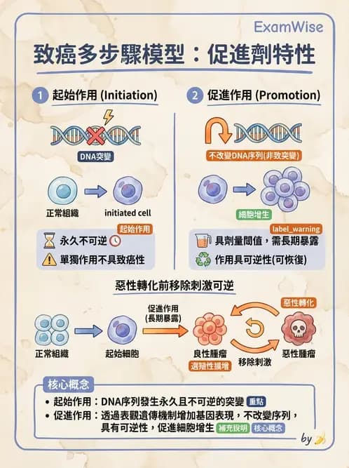 放射 - 惡性腫瘤 - AI 圖文解析預覽
