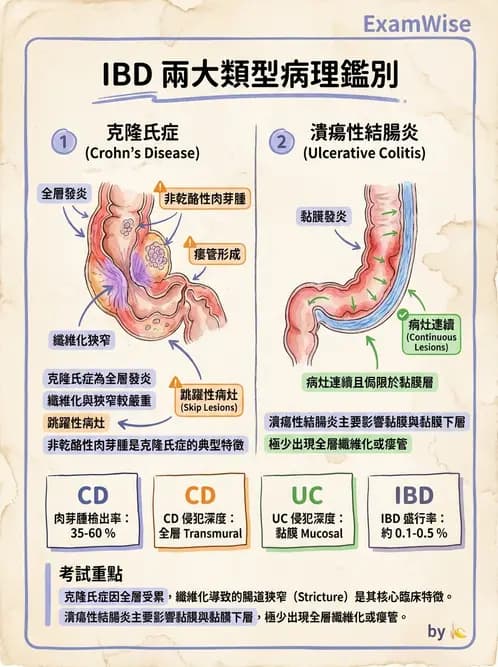 放射 - 口腔及腸胃道疾病 - AI 圖文解析預覽