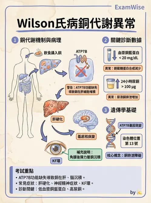 放射 - 肝臟、膽道及胰臟疾病 - AI 圖文解析預覽