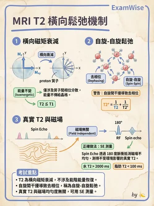 放射 - MRI基本物理與弛緩 - AI 圖文解析預覽