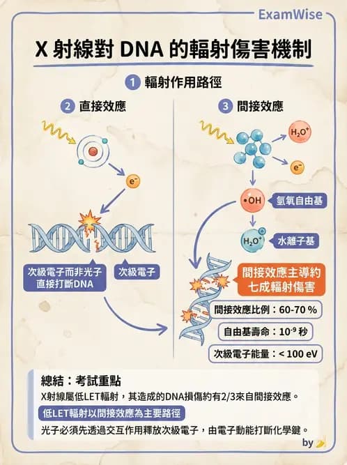 放射 - 輻射物理生物基礎 - AI 圖文解析預覽