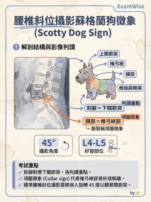 放射 - 頭頸脊椎攝影技術 - AI 圖文解析預覽