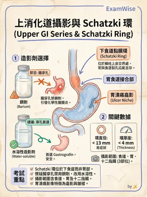 放射 - 消化道造影 - AI 圖文解析預覽
