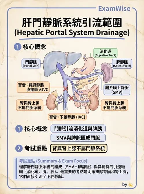 放射 - 血管攝影原理與解剖 - AI 圖文解析預覽