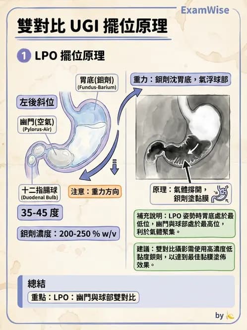 放射 - 消化道造影 - AI 圖文解析預覽